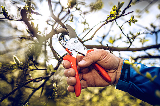 Amboss-Scheren wie dieses klassisch geformte Modell von Original Lwe leisten gute Arbeit bei hartem, trockenem Gehlz. Zudem erzeugen sie beim Schneiden keinen strenden Schnittschlag.