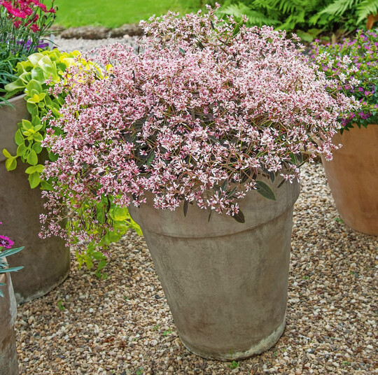 Der „Purpurhauch“ verzaubert mit filigranen rosa Blüten und sorgt in Kombination mit dem Laub für ein elegantes Farbenspiel – die perfekte Wahl für Balkon und Garten. Bildnachweis: GMH