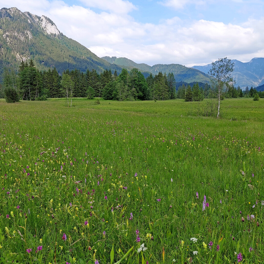 Moorwiese im Ettaler Weidmoos mit Schartenkopf (1.636 m)
