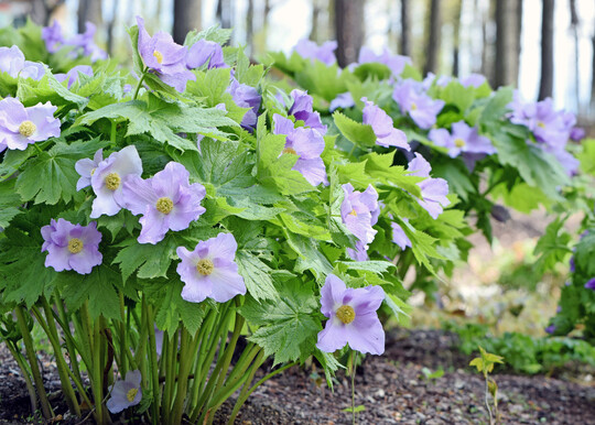 Glaucidium palmatum