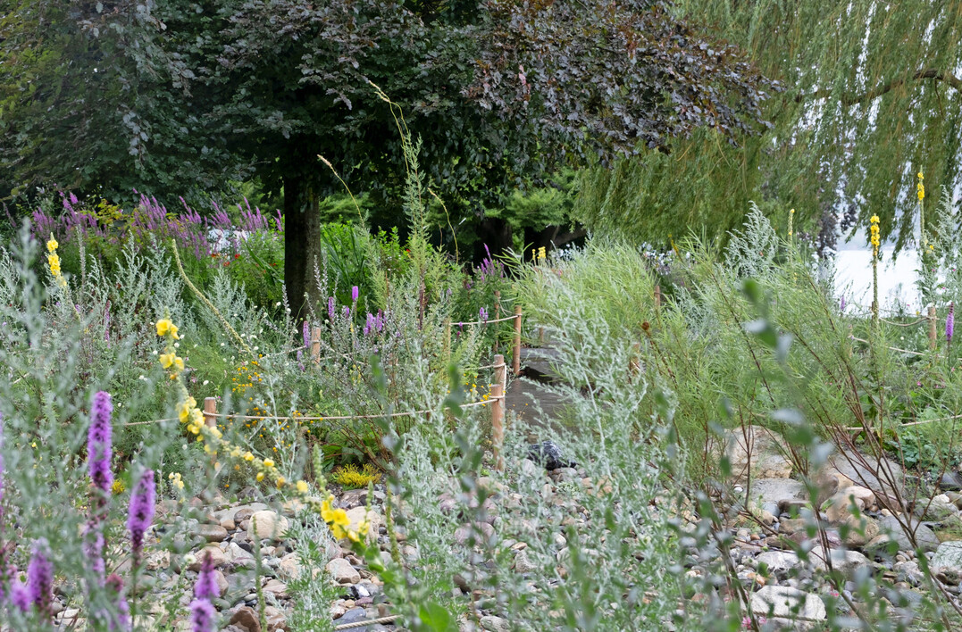 Myricaria germanica in einer Wildstaudenpflanzung im Projekt Platten- und Staudengarten am Seeufer des Zürichsees