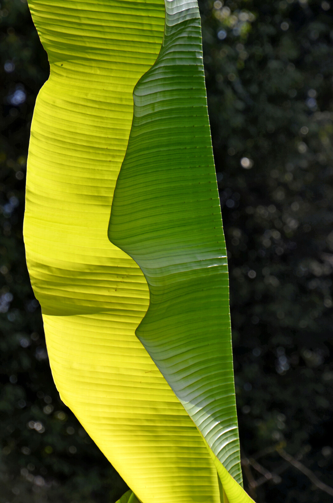 Lichtdurchflutetes Bananenblatt 