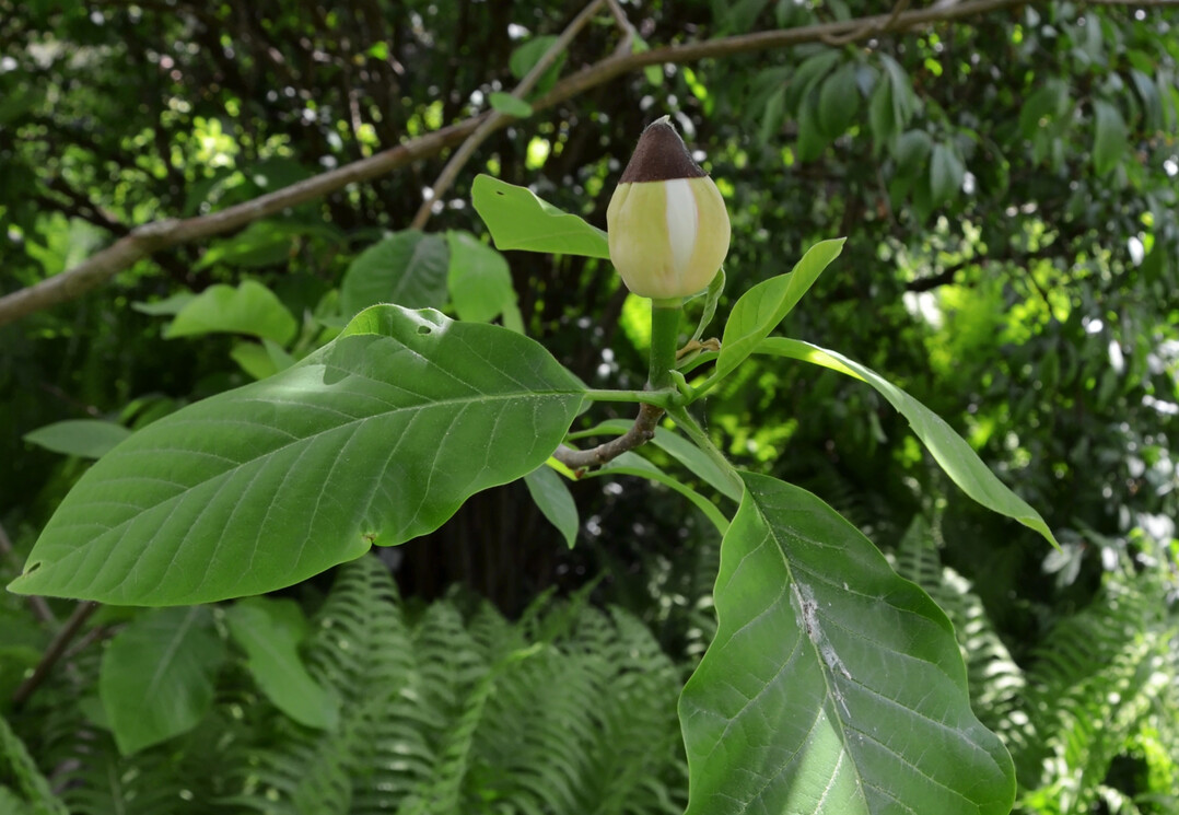  Bltenknospe von Magnolia x wieseneri kurz vor der Entfaltung