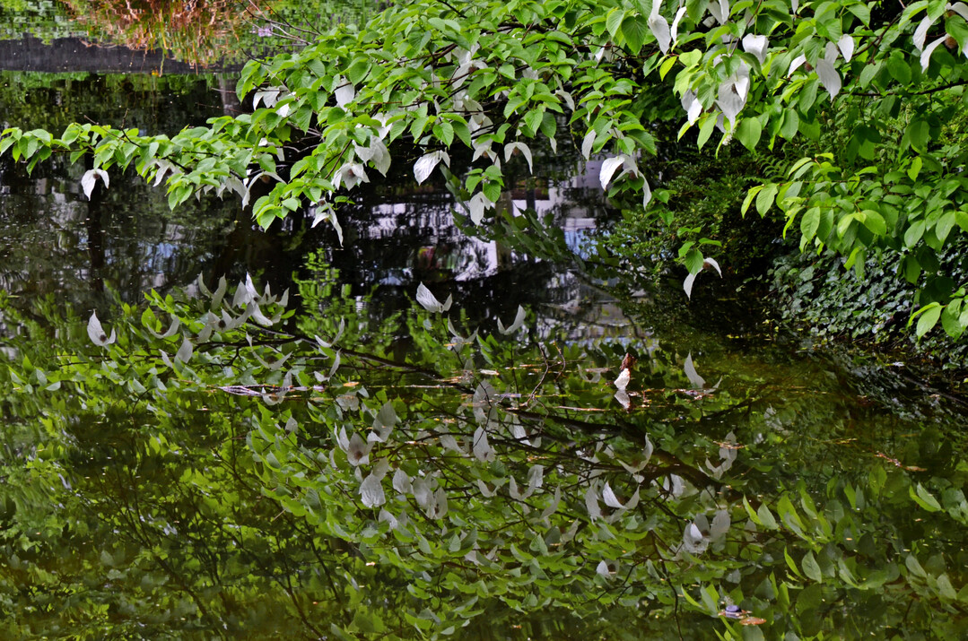 Davidia und ihre Parallelwelt