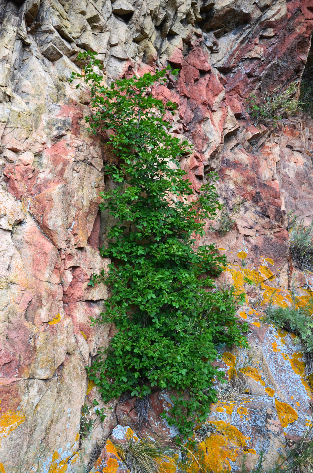 Porphyr-Gestein mit Flechten und Acer monspessulanus im Nahetal