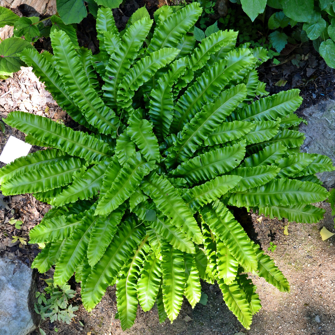 Asplenium scolopendrium Crispum-Gruppe