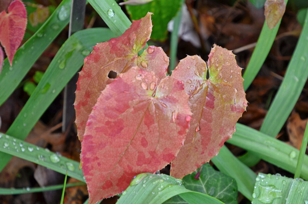 Epimedium rhizomatosum mit rtlich marmoriertem jungen Blatt