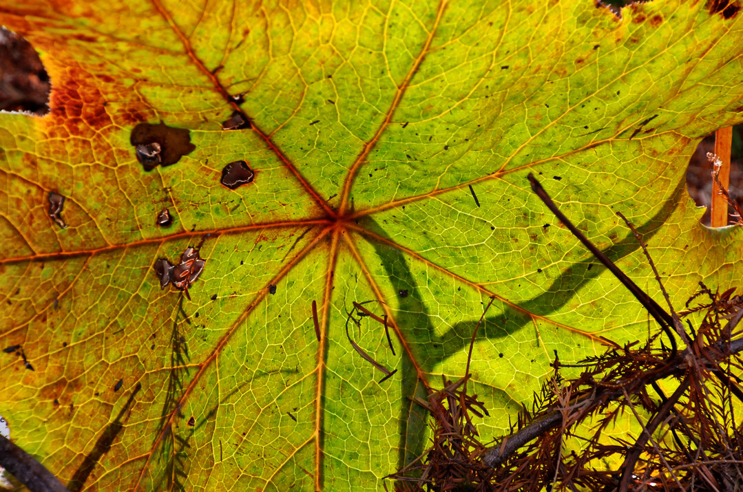 Dysosma pleiantha im herbstlichen Farbspiel
