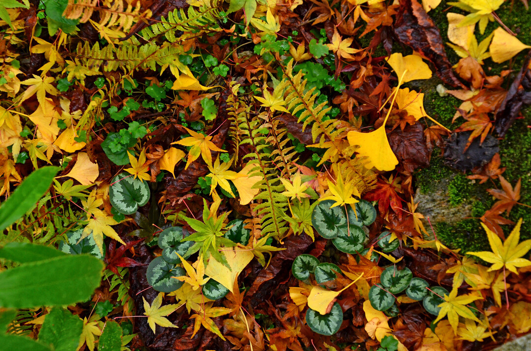 Cyclamen im Herbstlaub
