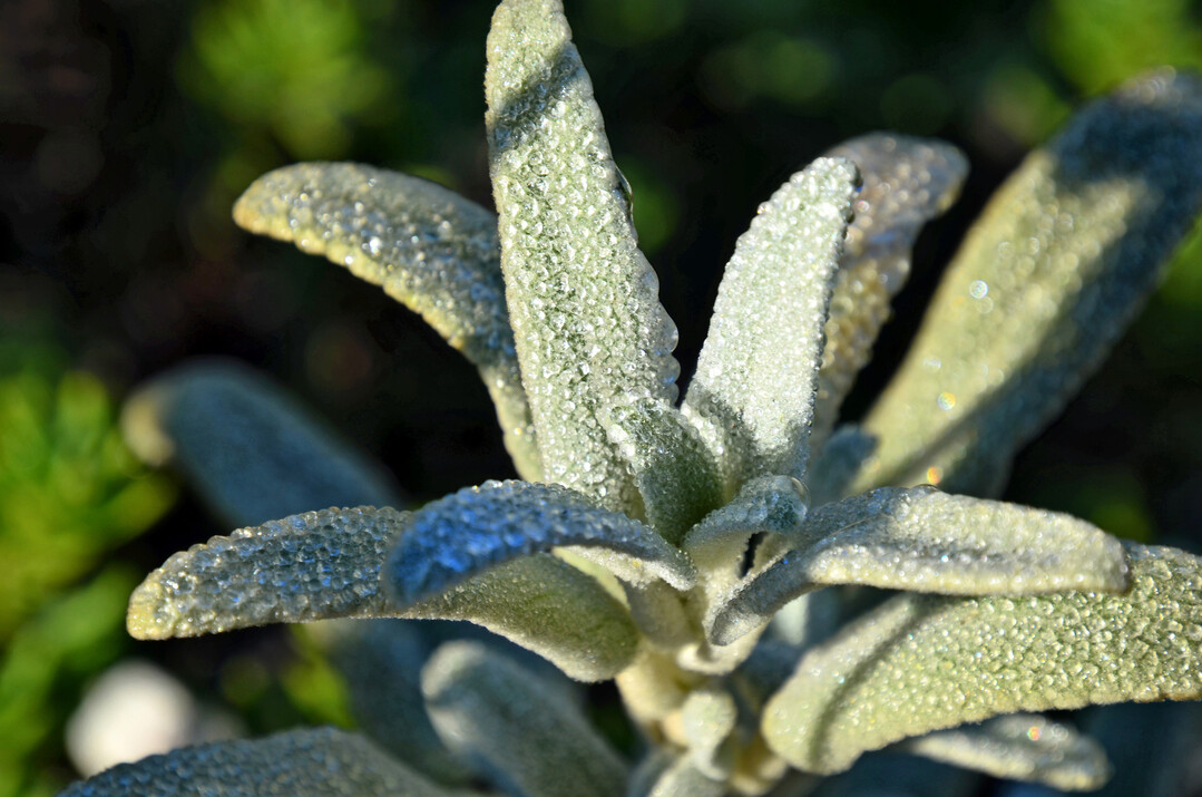 Phlomis italica im Morgentau