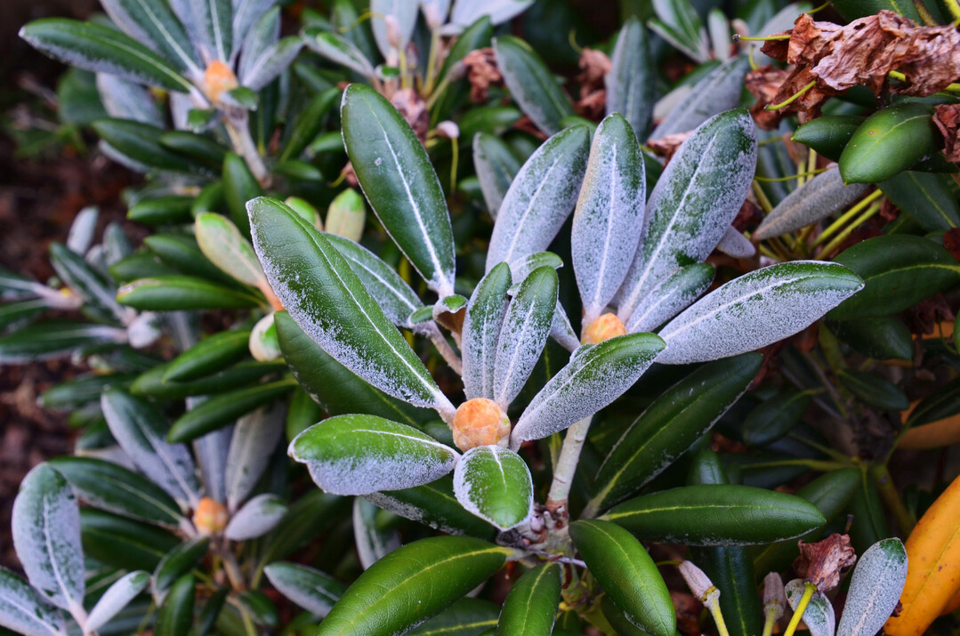Filzige Laubbereifung an Rhododendron Yakushimanum-Hybride