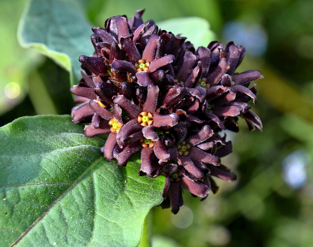 Detailreiches Innenleben der markant gefrbten Blten von Vincetoxicum speciosum