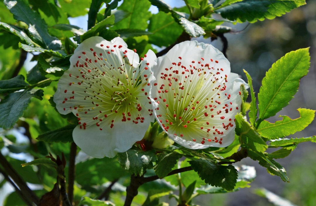 Pinselartig aufstrebende Staubbltter der Eucryphia glutinosa-Blten