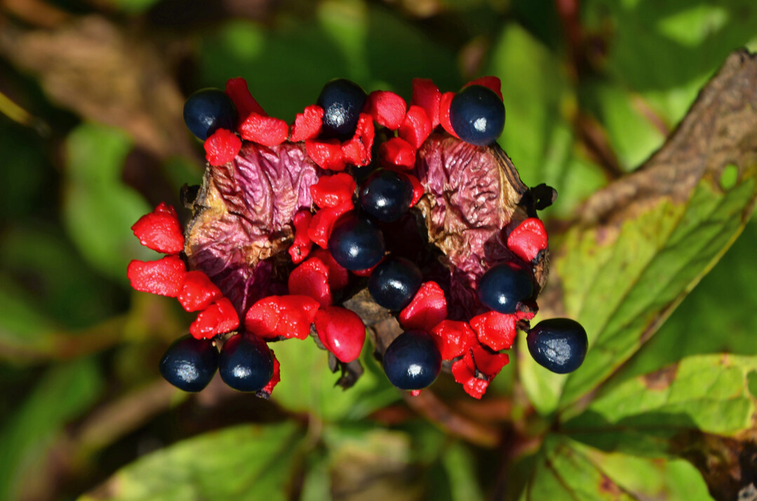 Leuchtende Fruchstnde von Paeonia mascula