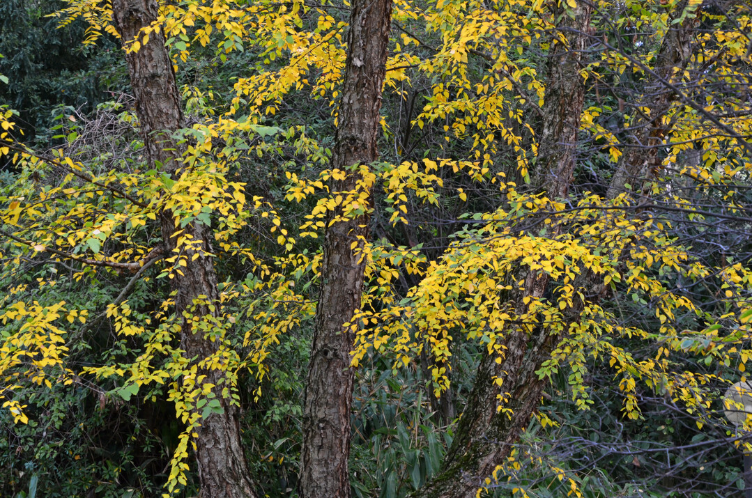 Rinde, Farbe und Symmetrie - Betula nigra im Herbstaspekt