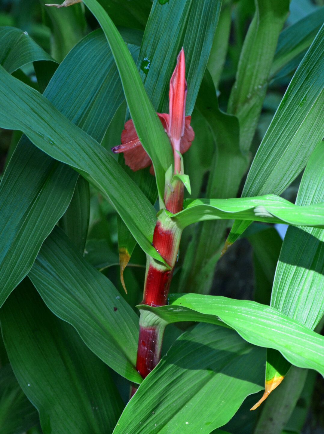 Farblich stark segmentierter Schaft bei Roscoea Red Gurkha