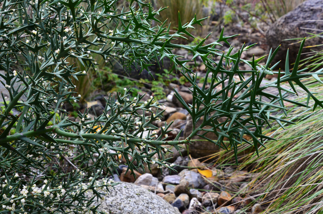  Colletia hystrix: Bizarre Bedornung und spte duftende Blten