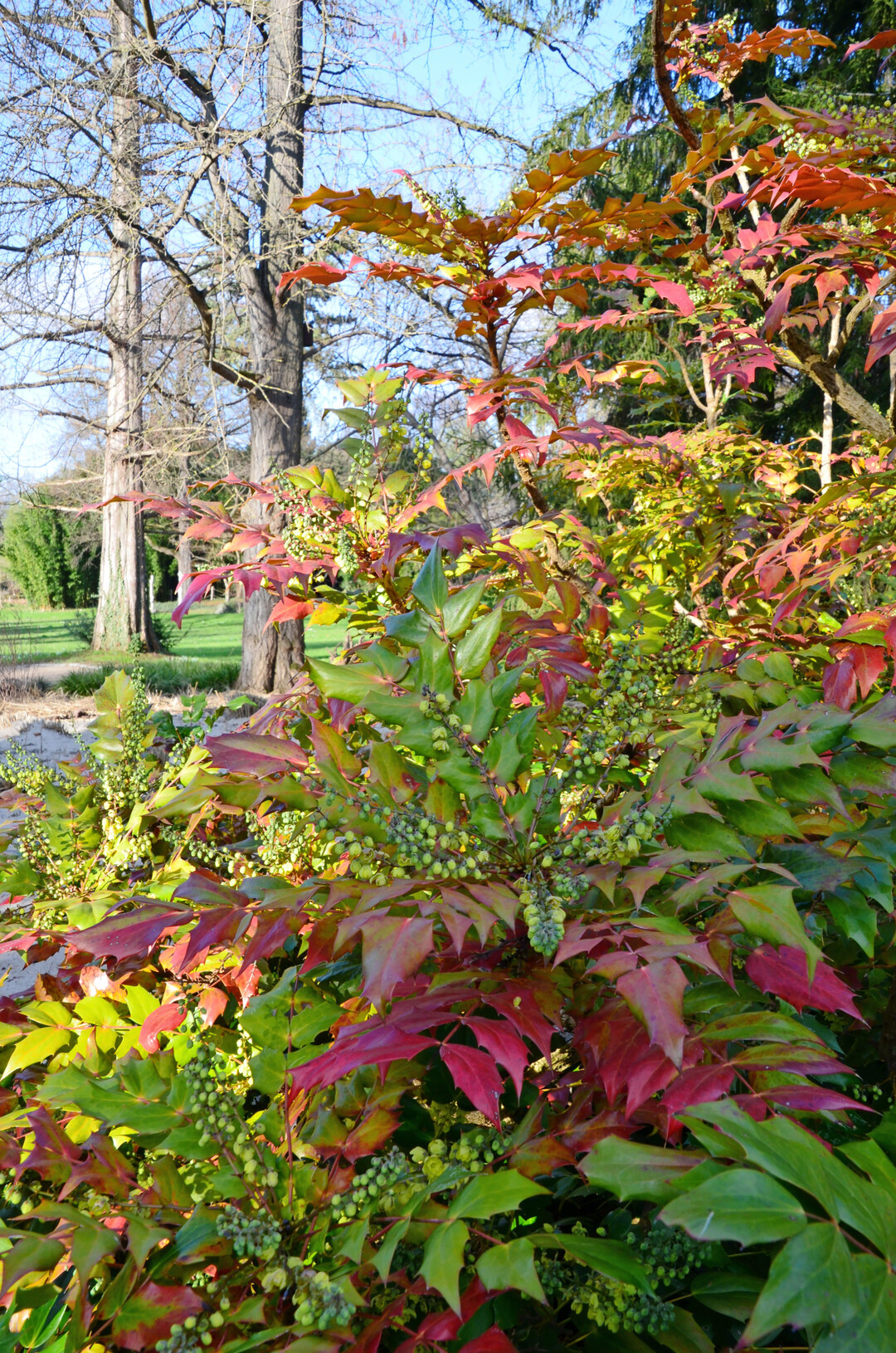 Mahonia bealei duftet im Winter.