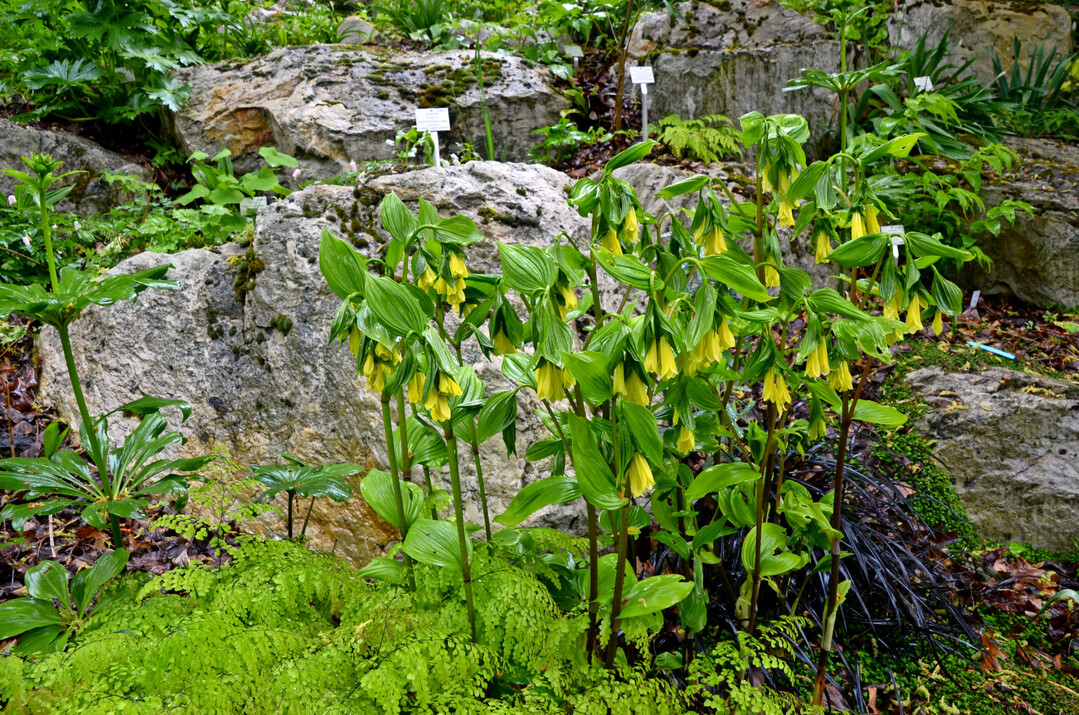Disporum uniflorum im Wechselspiel mit Taunusquarzit, Adiantum und Ophiopogon