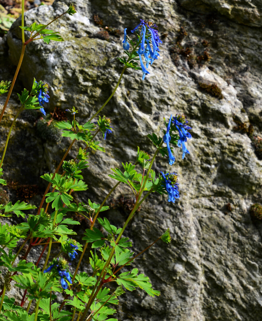 Corydalis elata vor einem Quarzitblock