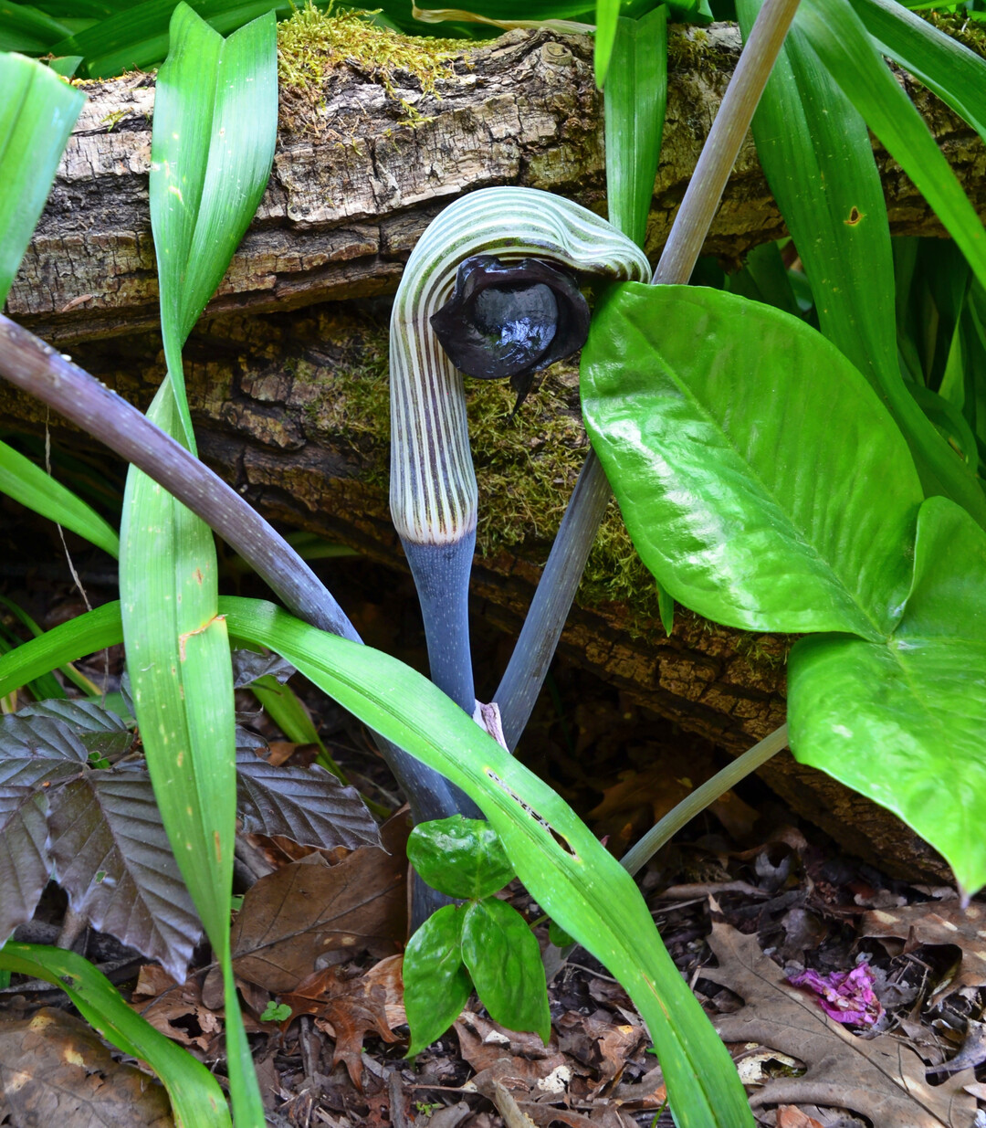 Spektakulre Zeichnungen und Farbbergnge bei Arisaema ringens