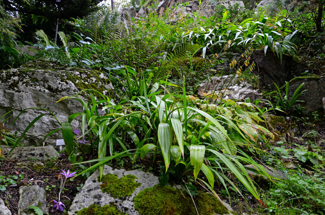 Naturnahe Positionierung von Bletilla im Quarzithang