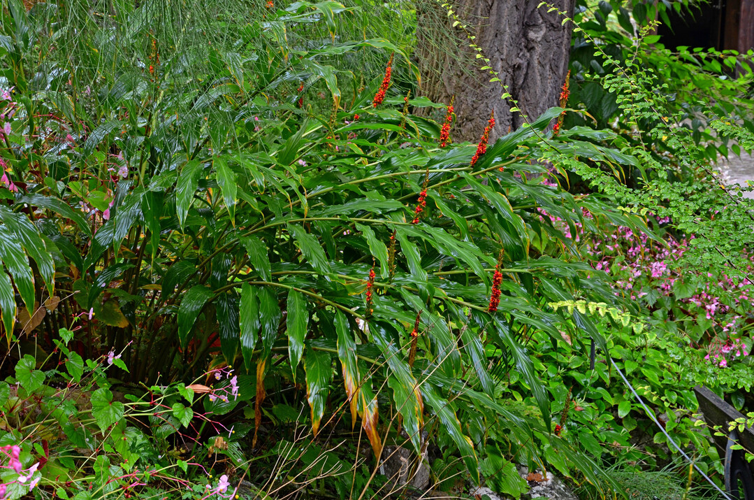 Hedychium densiflorum