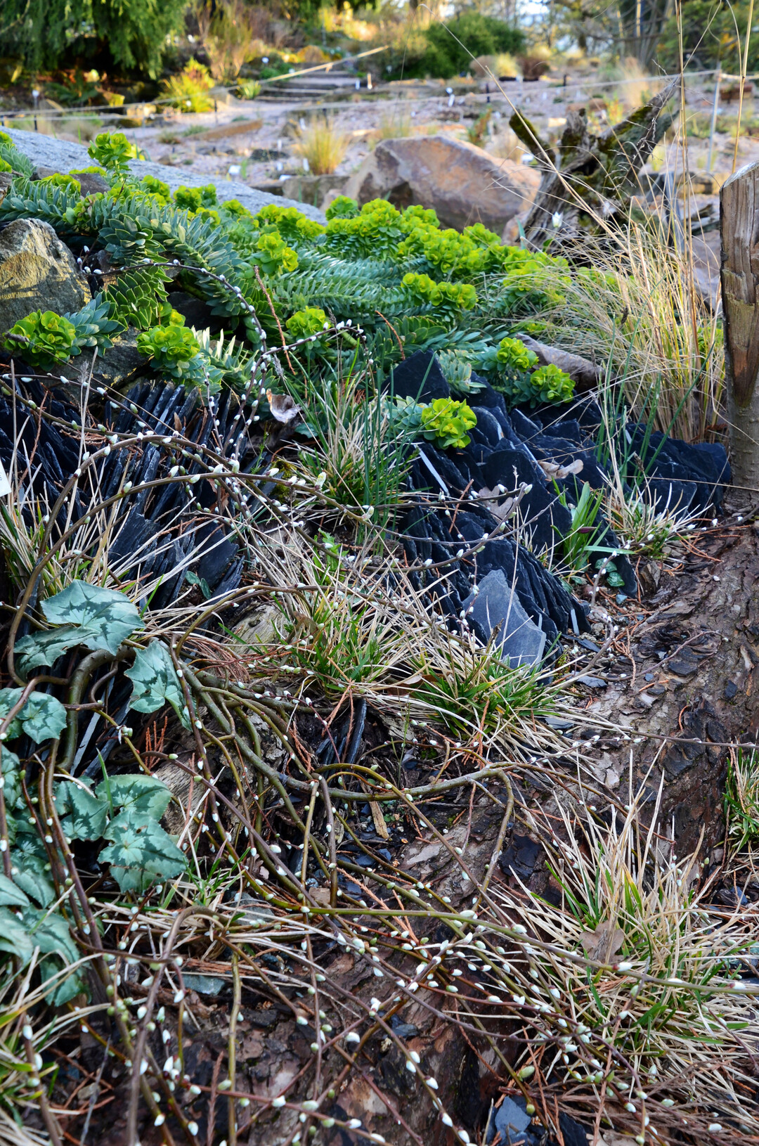 Schieferbeet mit Cyclamen, Euphorbia und Salix
