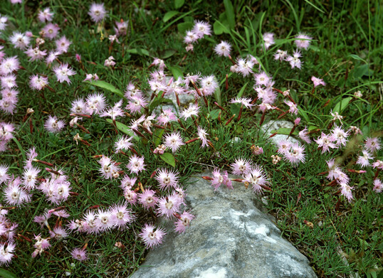 Dianthus monspessulanus ssp. sternbergii in den Julischen Alpen (Triglav)