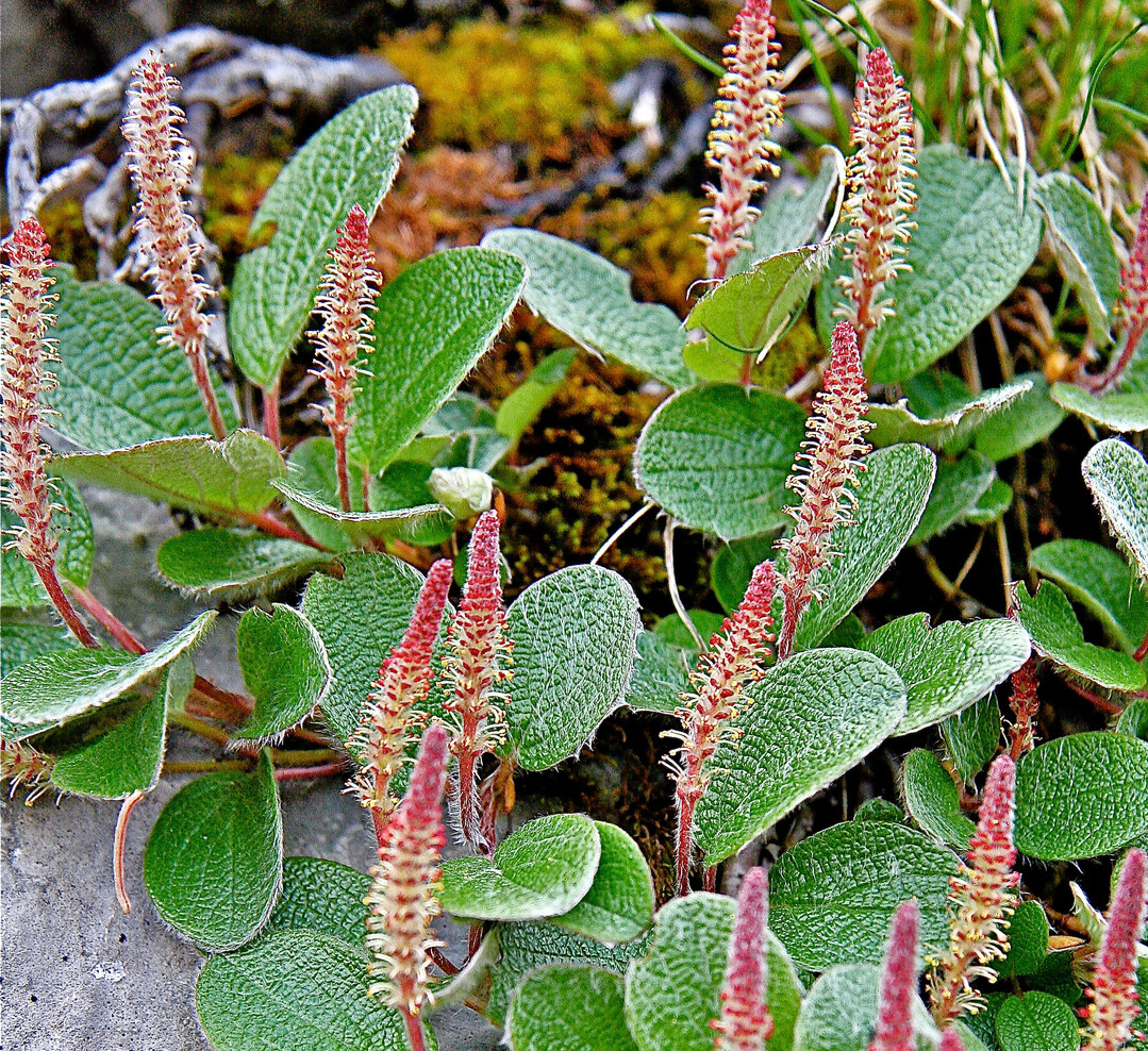 Salix reticulata (Netz-Weide) in den Glarner Alpen