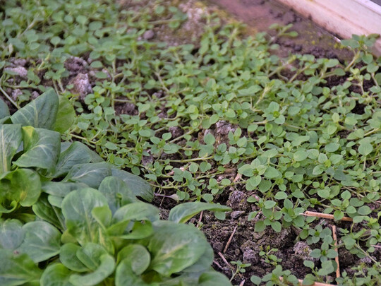 Feldsalat und Vogelmiere (rechts), die meist als unerwnschtes Beikraut gilt