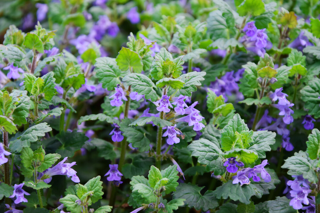 Gundermann (Glechoma hederacea)  mit schnen Blten und dichter Laubdecke ist dieses Beikraut zudem noch eine altbekannte Heilpflanze.