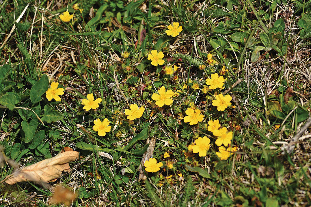Das Fnffingerkraut (Potentilla reptans) wird im Gartenbeet schnell lstig. Es breitet sich mit auch durch seine langen Auslufer schnell aus. Da hilft bestndiges Jten im Frhjahr. 