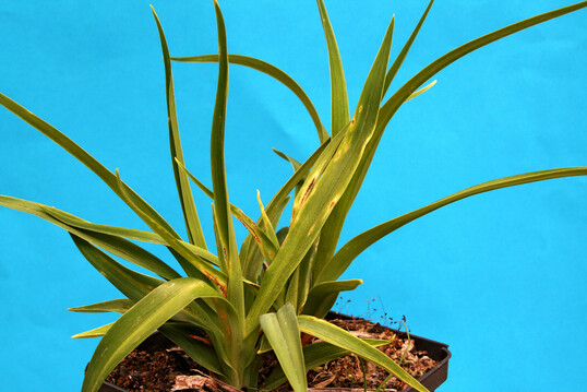 Blattflecken an Hemerocallis durch Befall mit Collecephalus hemerocalli und Colletotrichum sp.