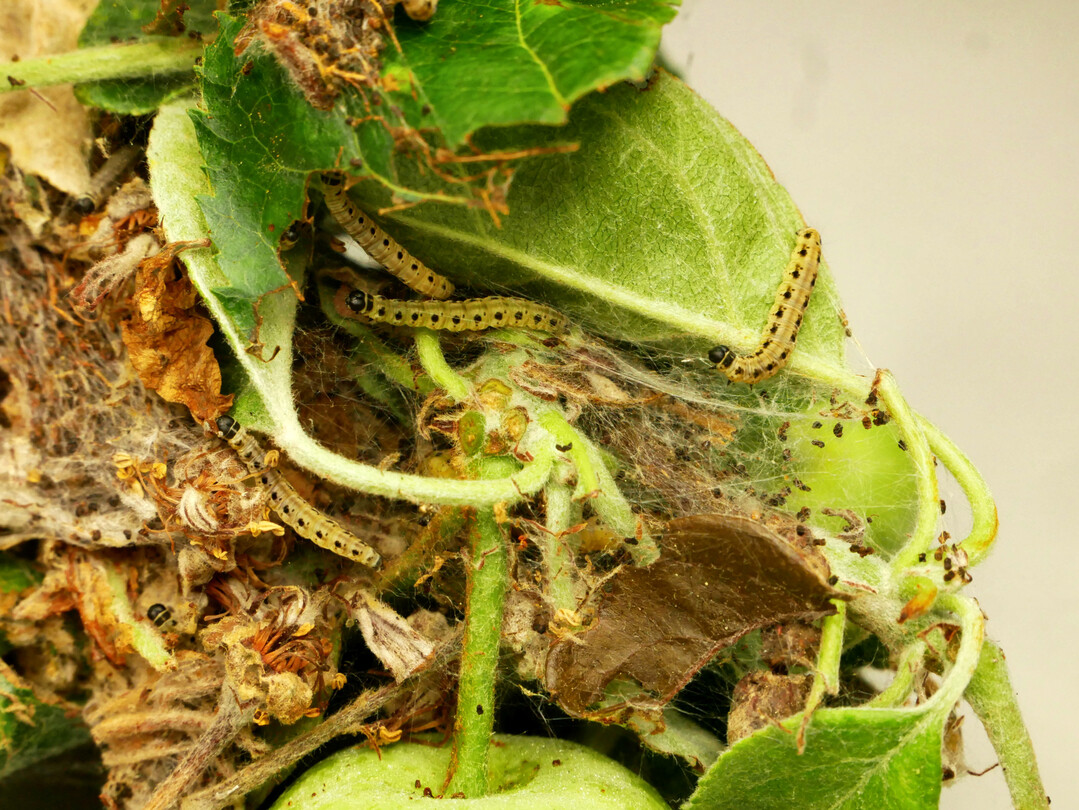 Gespinstnest mit Kotkrümeln von Yponomeuta malinellus, der Apfelgespinstmotte