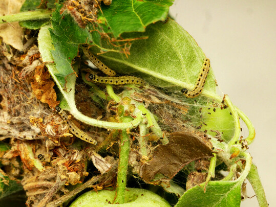Gespinstnest mit Kotkrmeln von Yponomeuta malinellus, der Apfelgespinstmotte