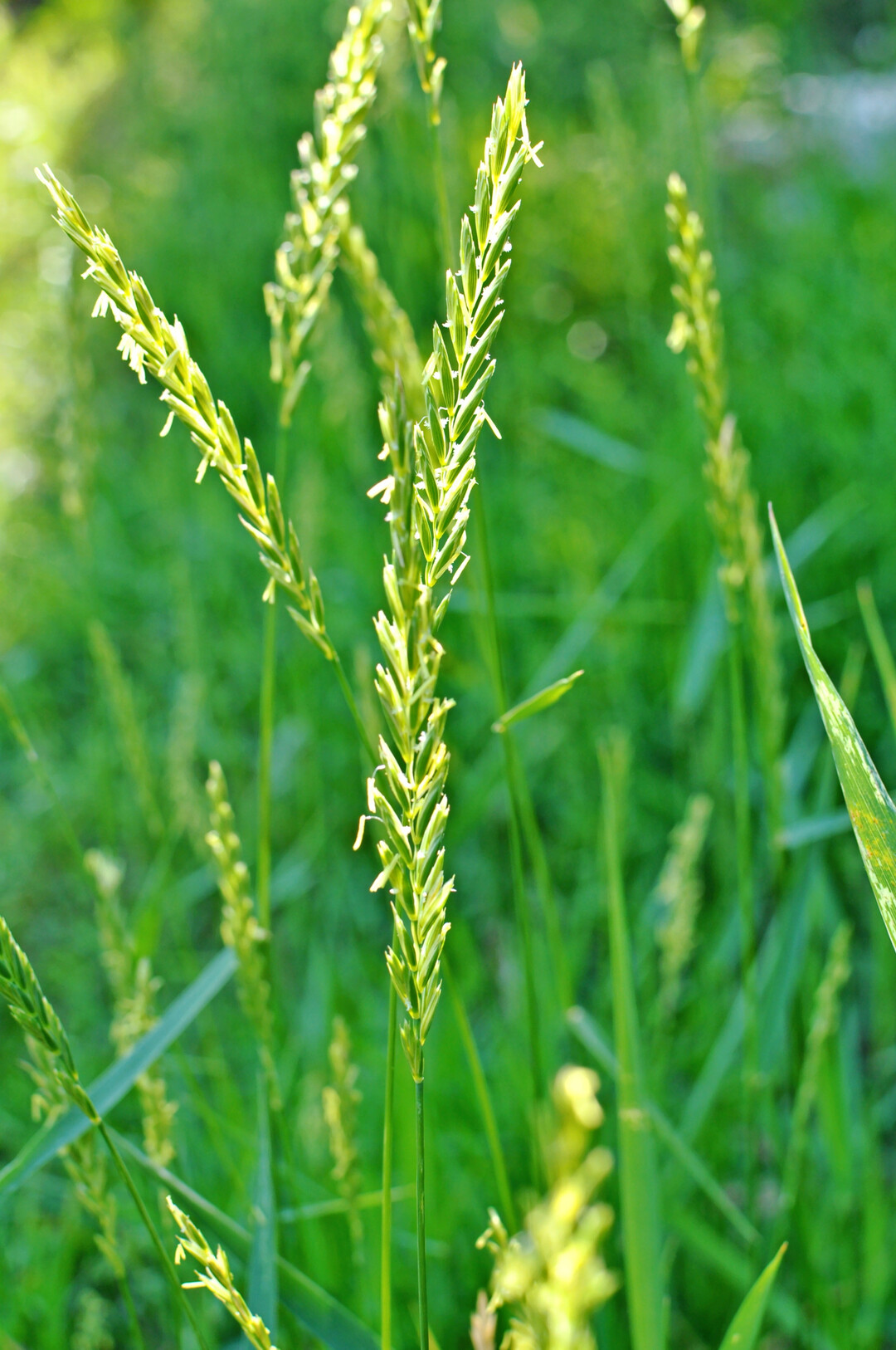 Quecke, Elymus repens