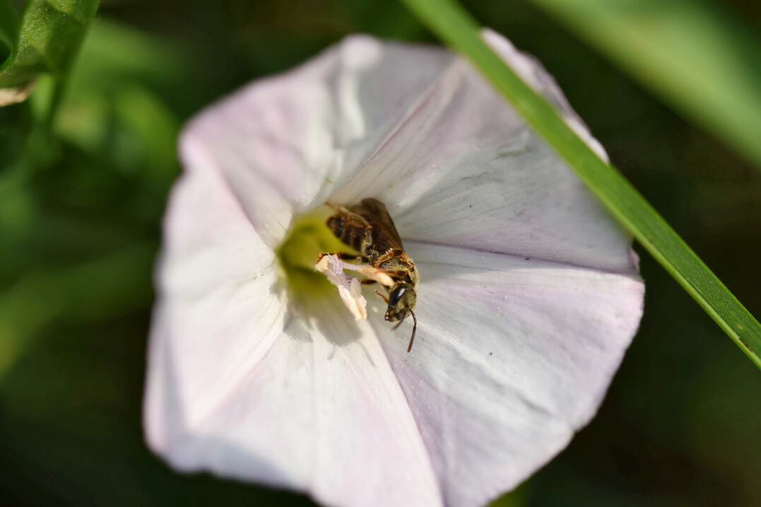Wildbiene in Blte einer Ackerwinde