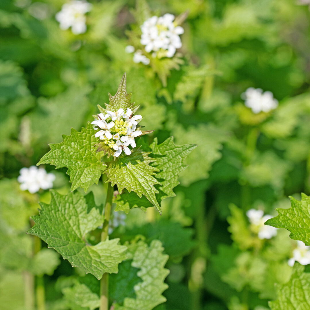 Knoblauchsrauke, Alliaria petiolata