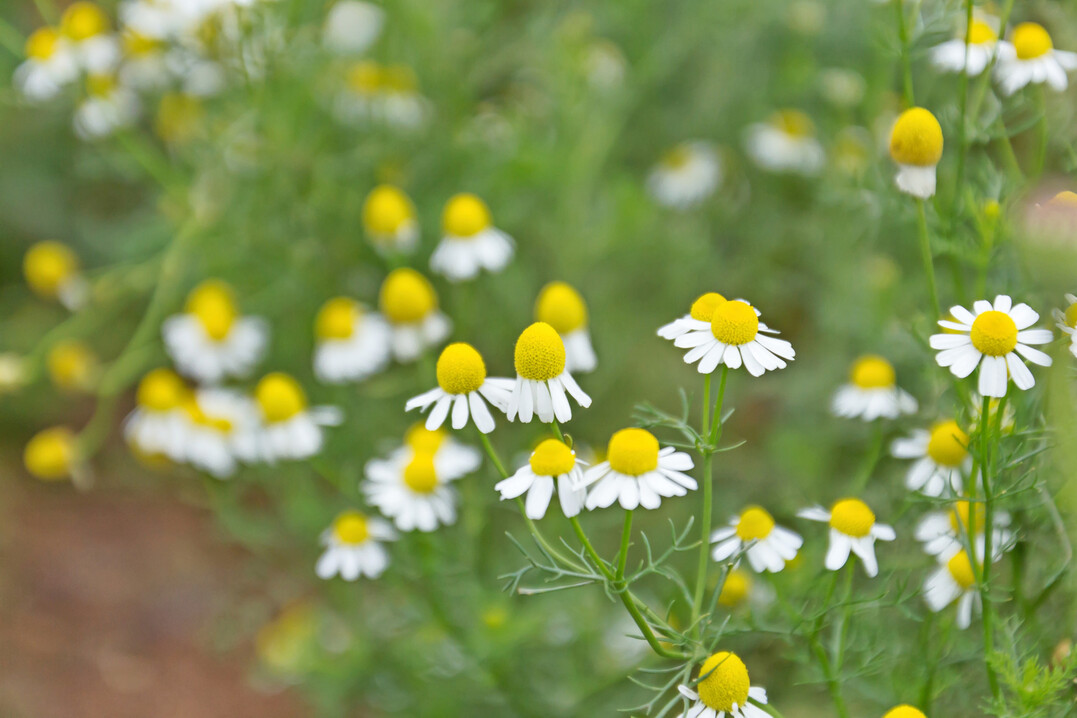 Mehrere Kamillenblten  (Matricaria chamomilla L.)