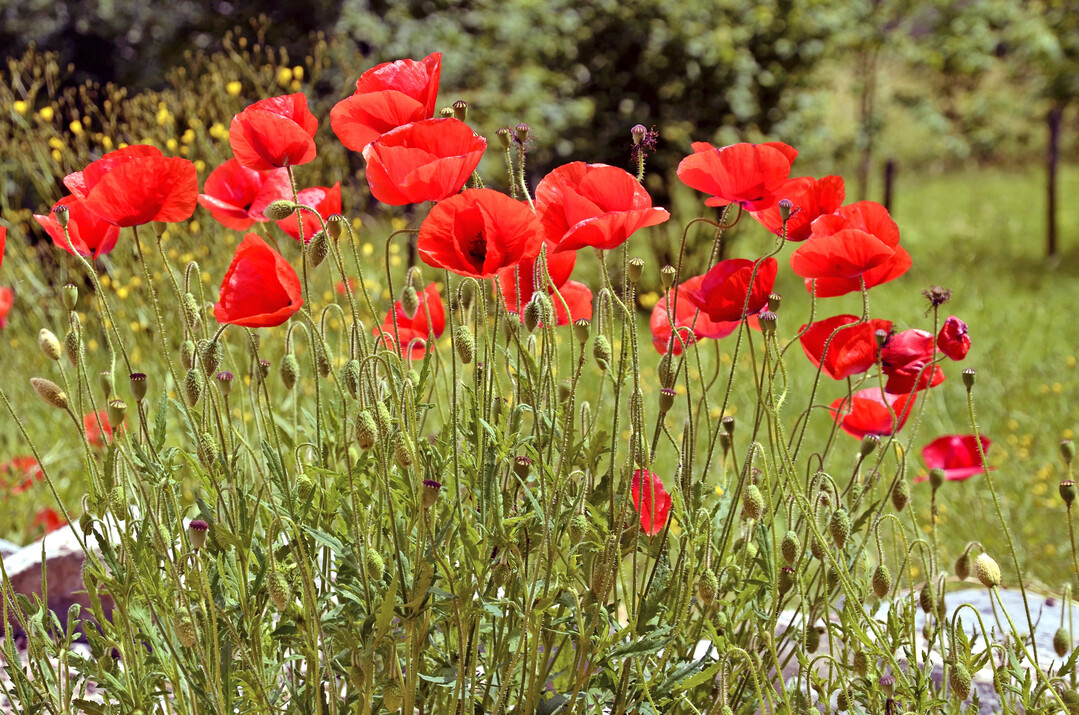 Mohn (Papaver rhoeas) im Garten