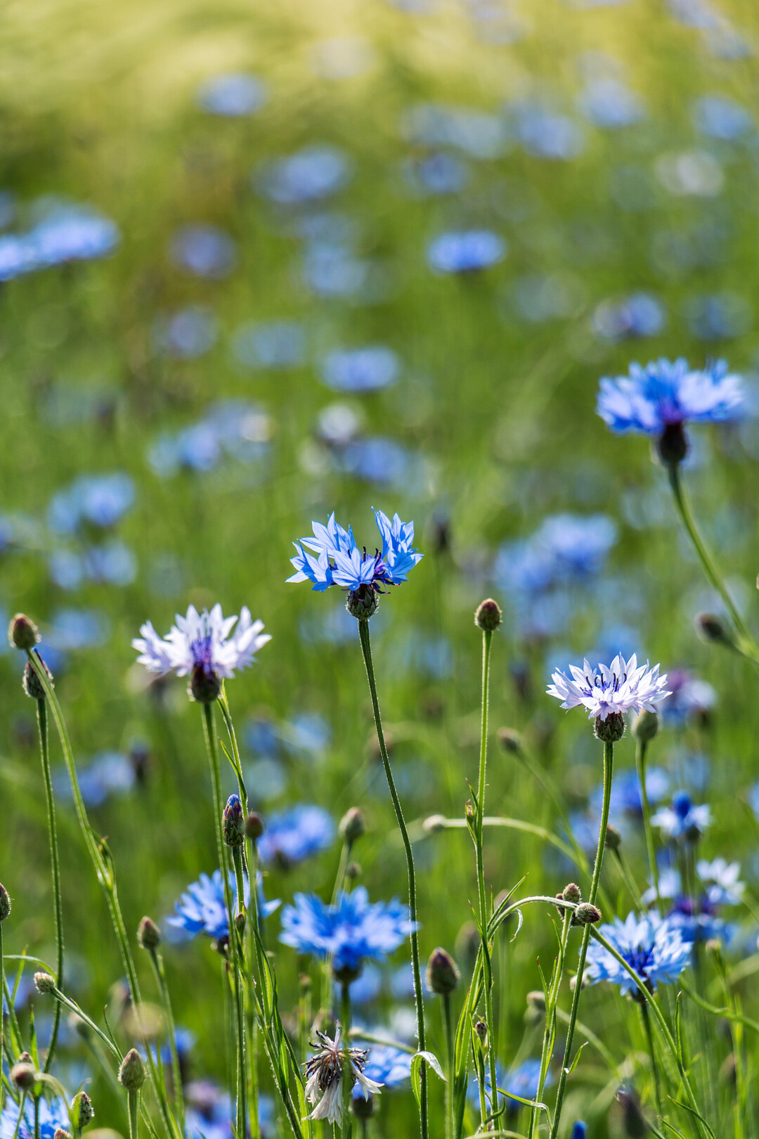 Kornblumen (Centaurea cyanus L.) auf Wiese