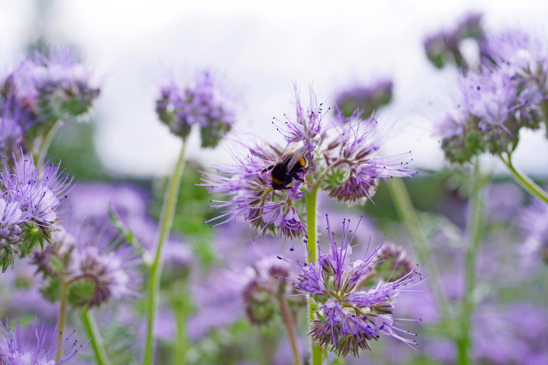 Hummel auf Bienenweide, Bienenfreund, Bschelschn oder Bschelblume (Phacelia) vor hellem Himmel