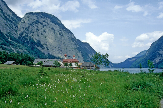 Eriophorum latifolium am Knigssee