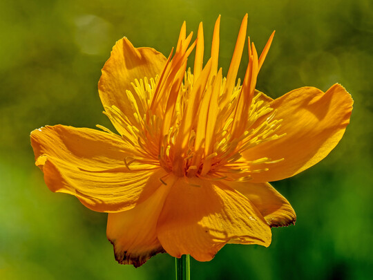 Trollius chinensis "Golden Queen" ist eine weit verbreitete Gartensorte.