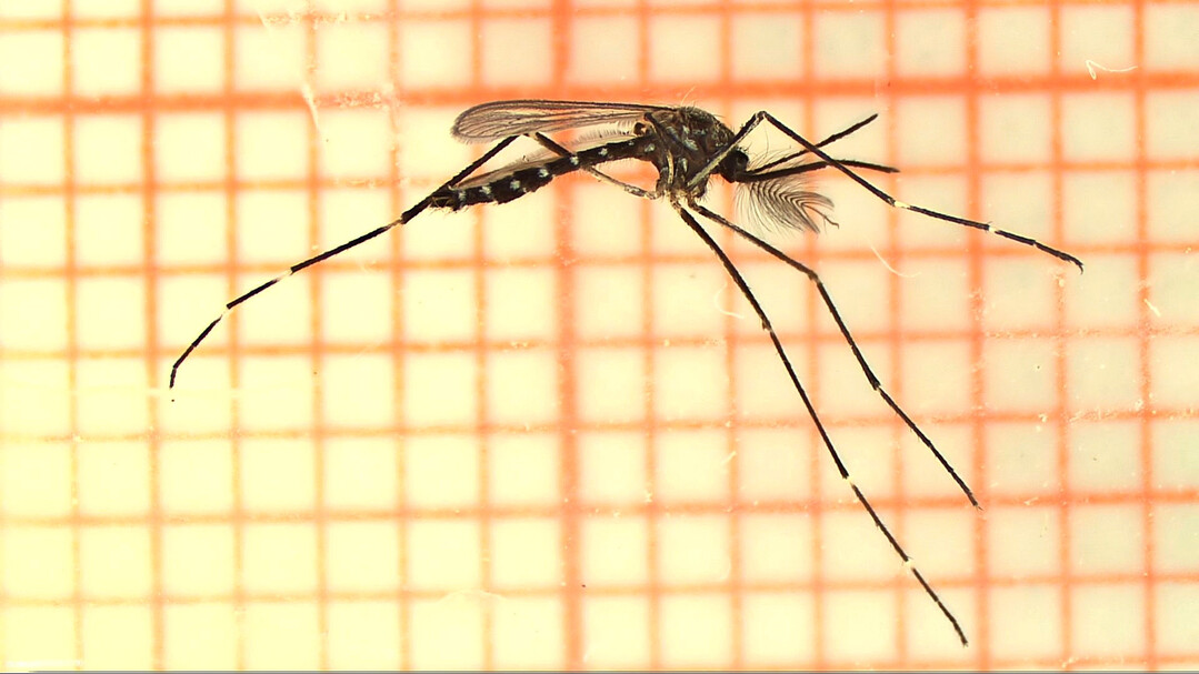 Die Asiatische Buschmcke (
<i>Aedes japonicus</i>
) hnelt der Asiatischen Tigermcke.