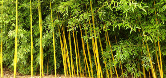 Bambus – hier der Bambus des Jahres Phyllostachys praecox ‘Viridisulcata’ darf als Hecke verwendet werden und hat dann keine Höhenbegrenzung.