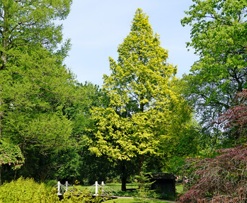 Metasequoia glyptostroboides Ogon (Goldrush)