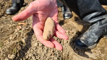 Der Angeliter Tannenzapfen gehrt zur Gruppe der Fingerkartoffeln.