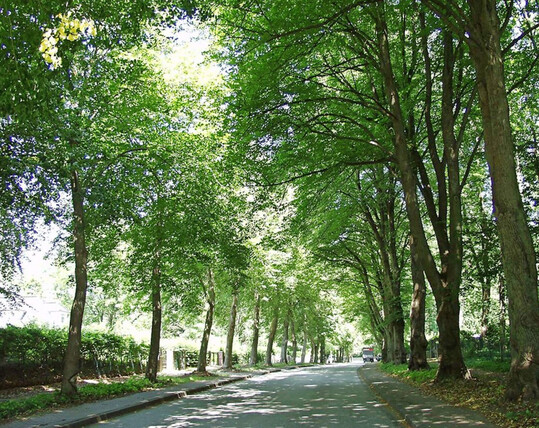 Allee in Hamburg